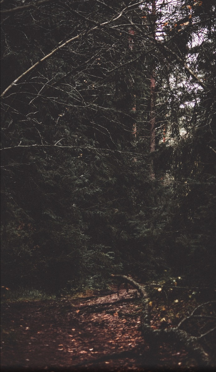 Dark forest path among pine trees