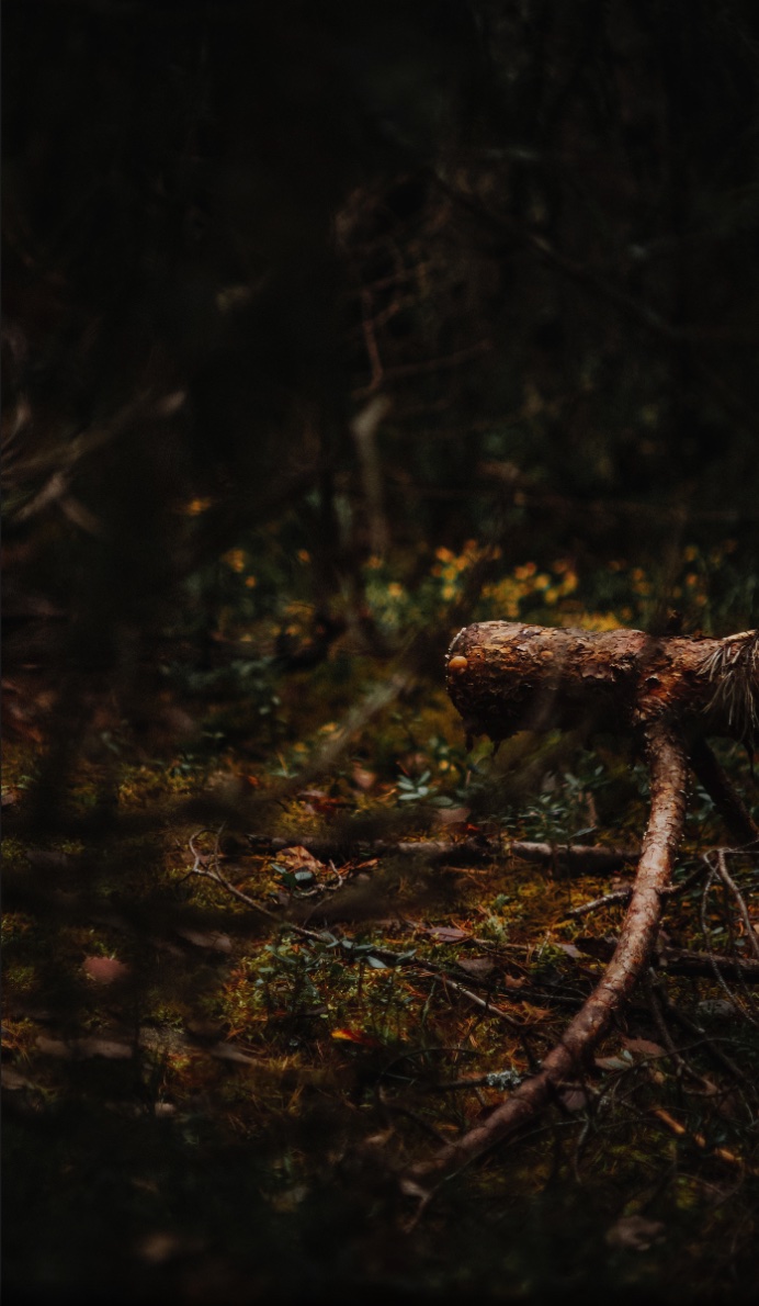 Moss-covered branch in the forest